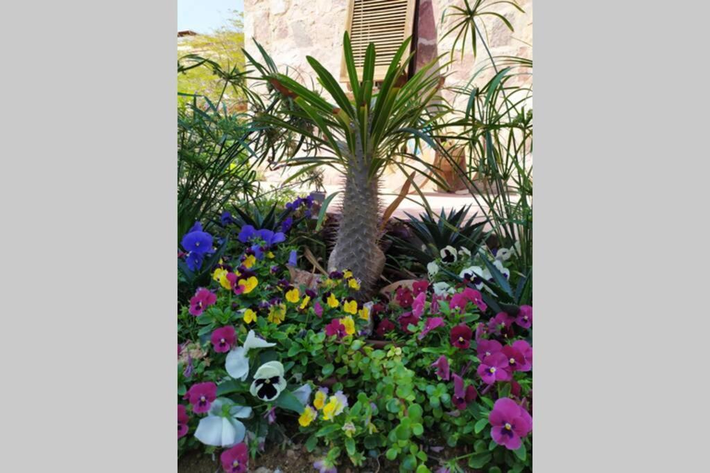 Eilat Stone - Patio אבן אילת - פטיו Apartment Exterior photo